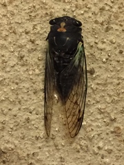 Neotibicen lyricen engelhardti