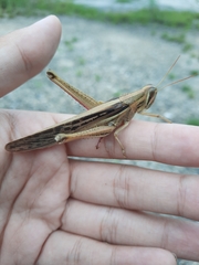 Schistocerca pallens