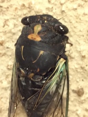 Neotibicen lyricen engelhardti