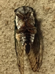 Neotibicen lyricen engelhardti