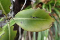 Pittosporum colensoi