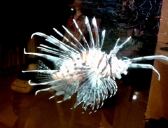 Pterois
