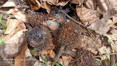 Artocarpus elasticus