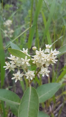 Asclepias ovalifolia