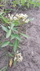 Asclepias ovalifolia
