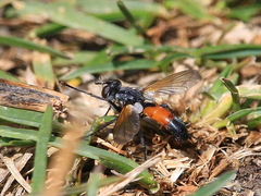 Cylindromyia pilipes
