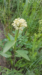 Asclepias ovalifolia