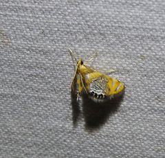 Nymphicula