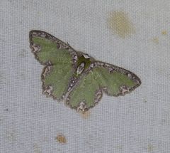 Eucyclodes erymnodes