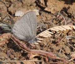 Pseudonacaduba sichela sichela