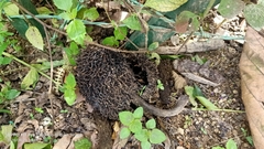 Artocarpus elasticus