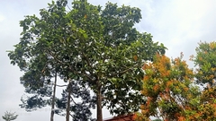 Artocarpus elasticus