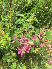 Lespedeza thunbergii
