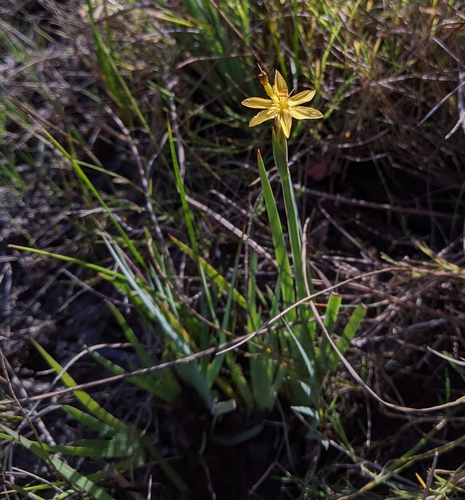 Yellow-eyed-grass