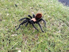 Brachypelma albiceps