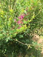 Lespedeza thunbergii