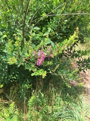 Lespedeza thunbergii
