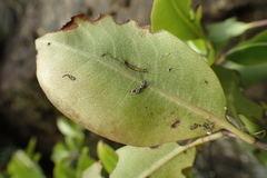 Pittosporum colensoi