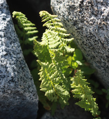 Athyrium americanum