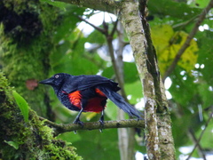 Hypopyrrhus pyrohypogaster
