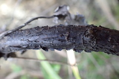 Pittosporum colensoi