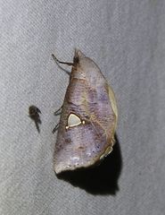 Pterogonia cardinalis