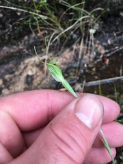 Pterostylis puberula