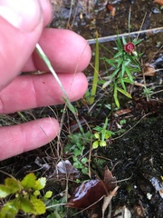 Pterostylis puberula