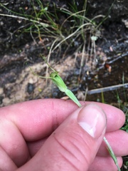 Pterostylis puberula