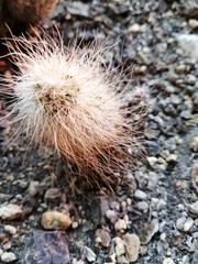 Echinocereus delaetii