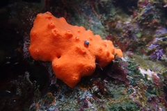 Acarnus erithacus