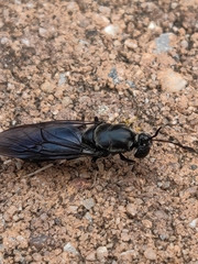 Hermetia illucens