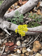 Cymopterus terebinthinus californicus
