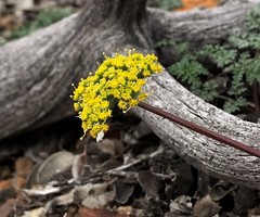 Cymopterus terebinthinus californicus