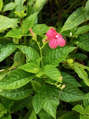 Ruellia elegans