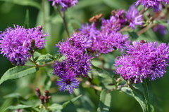 Vernonia fasciculata