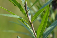 Vernonia fasciculata