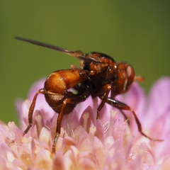 Sicus