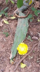 Opuntia anacantha