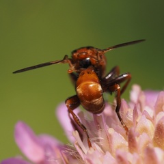 Sicus