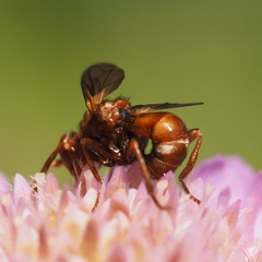 Sicus