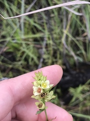 Ludwigia suffruticosa