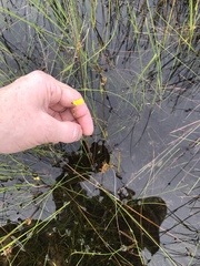 Utricularia juncea