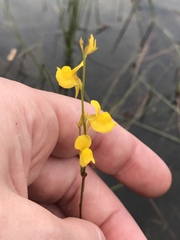 Utricularia juncea