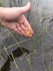 Utricularia juncea