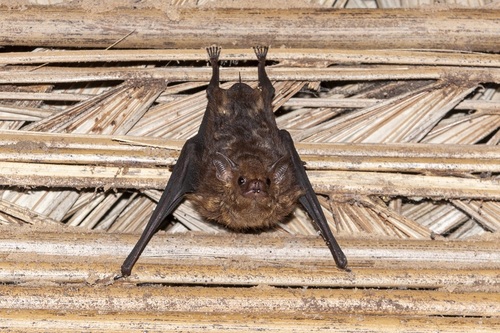Lesser Sac-winged Bat