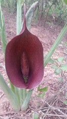 Synandrospadix vermitoxicus