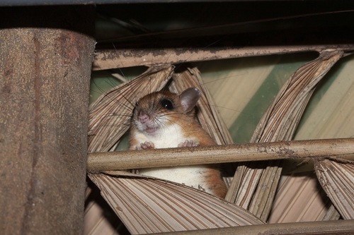 Sumichrast's Vesper Rat (Nyctomys sumichrasti)
