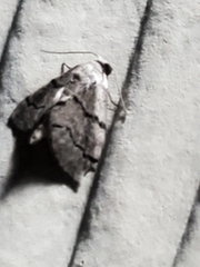 Idaea insulensis