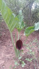 Synandrospadix vermitoxicus